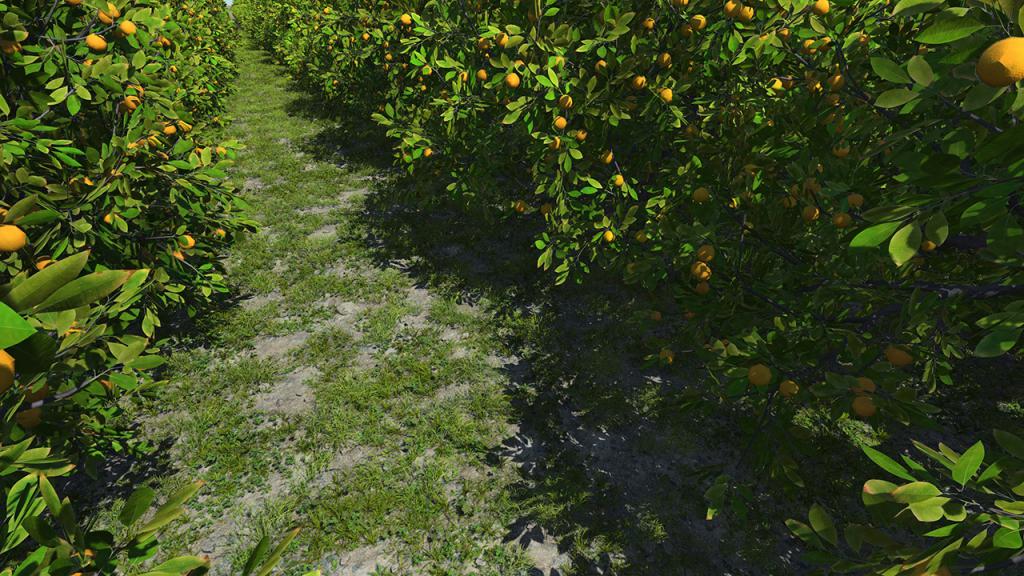 Orange Trees
