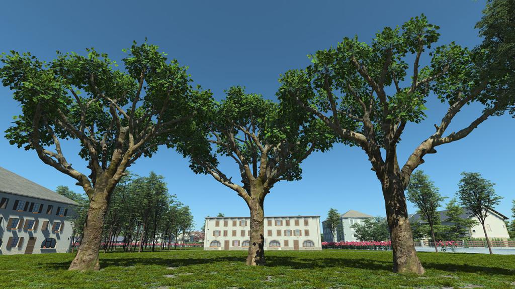 Platanus pruned trees