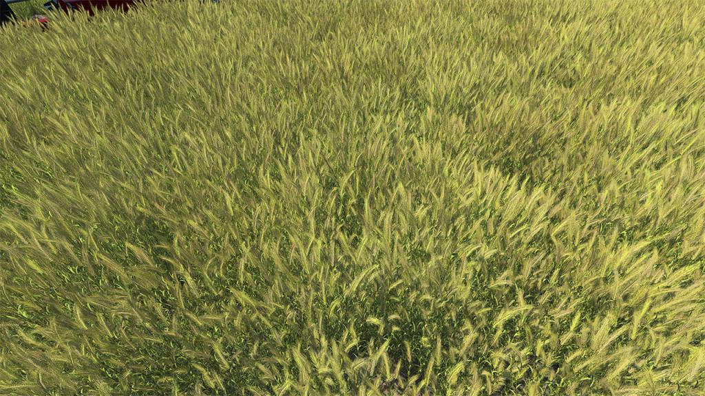 Barley