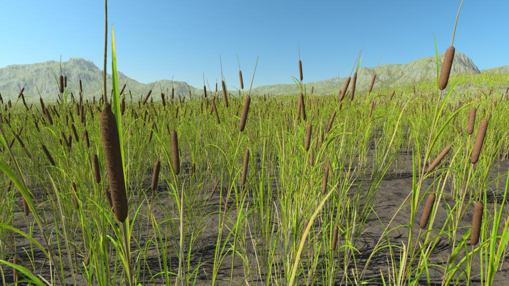 Cattails