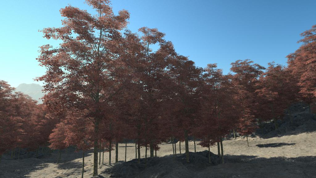 Summer Red Maple Trees