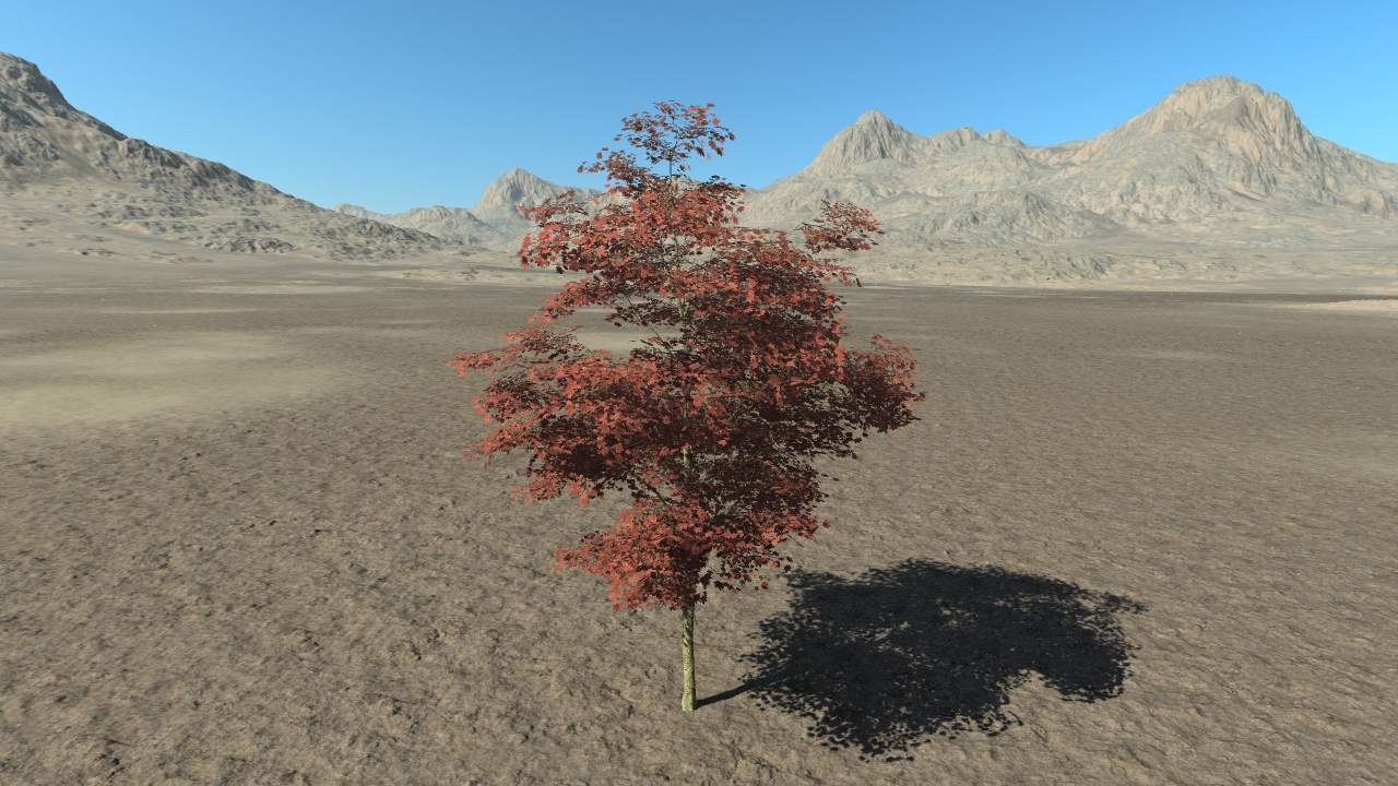 Summer Red Maple Trees_0