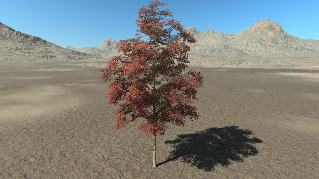 Summer Red Maple Trees_3