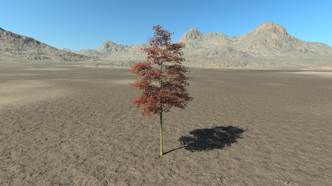 Summer Red Maple Trees_5