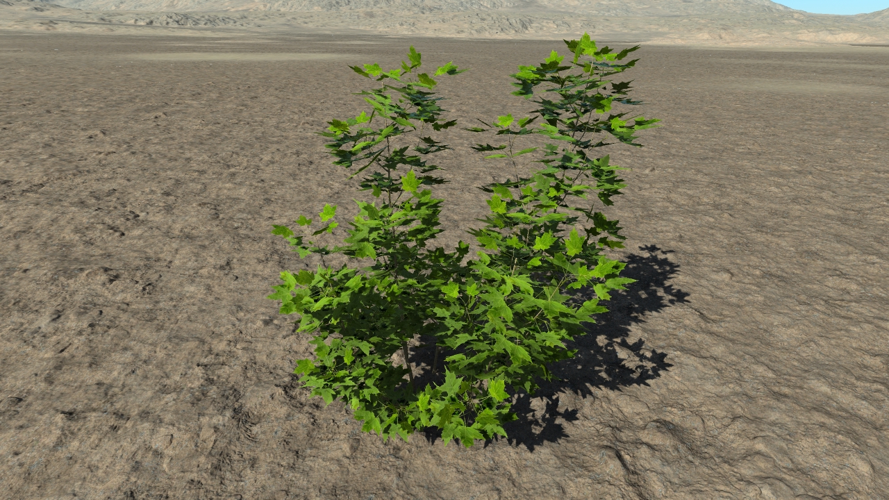 Summer maple bushes_2