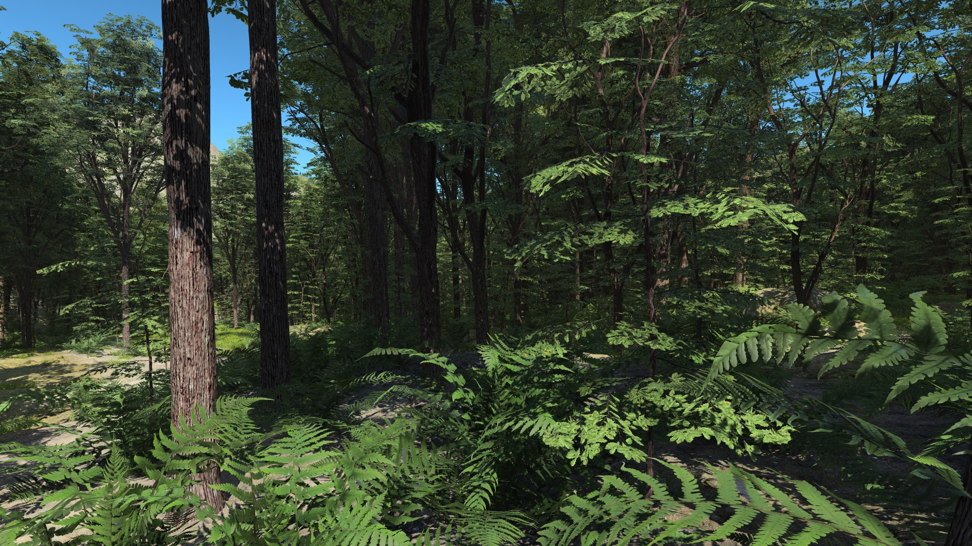 Oak forest_0