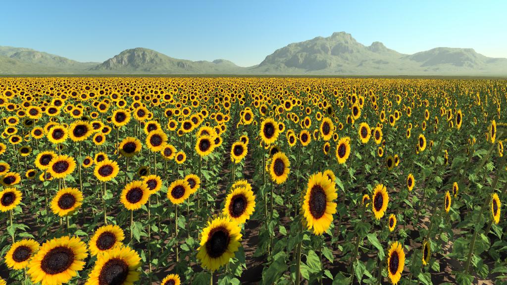Sunflowers