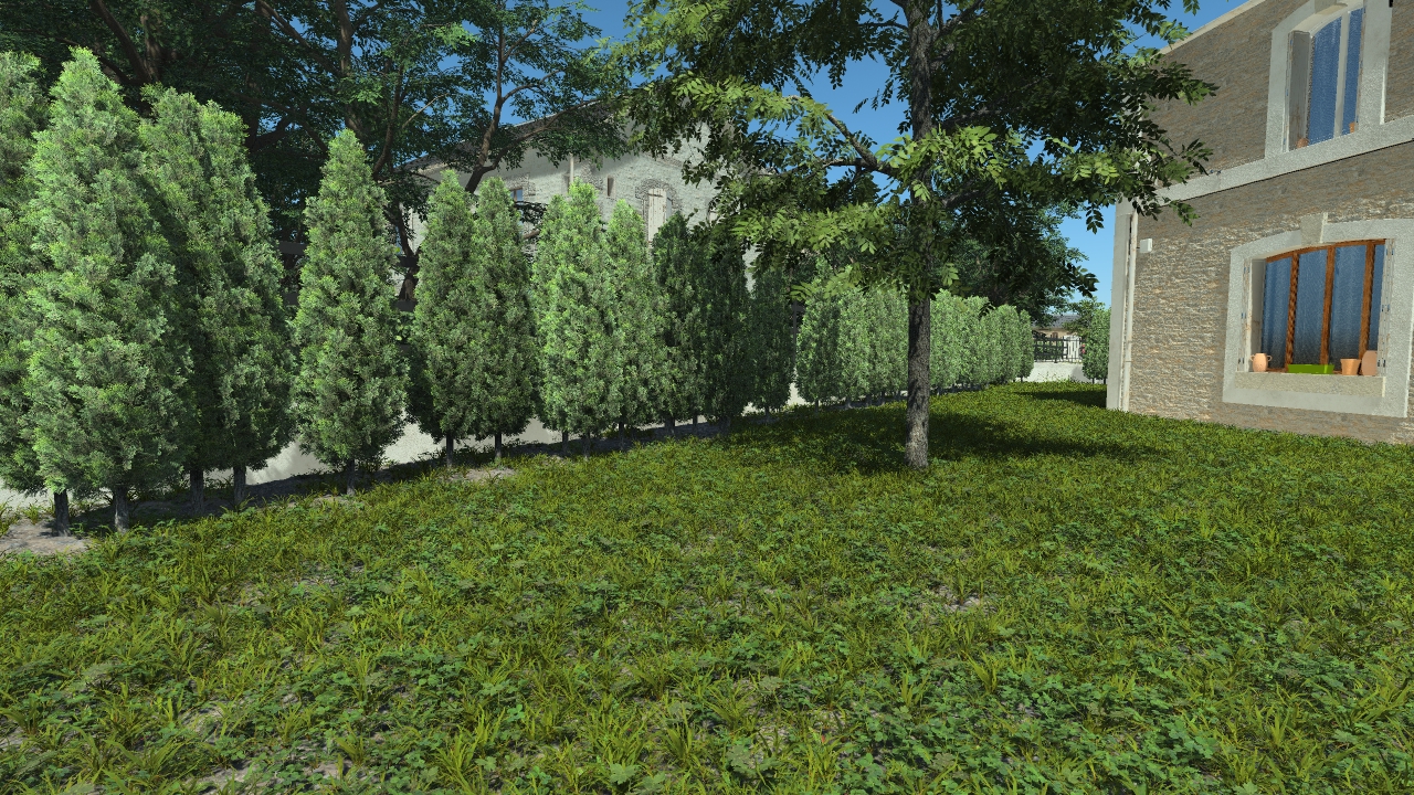 Thuja Hedge_0