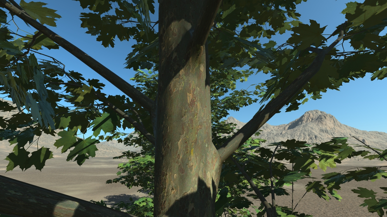 Summer plane trees_1