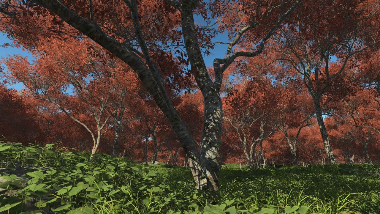 Summertime prunus trees_1