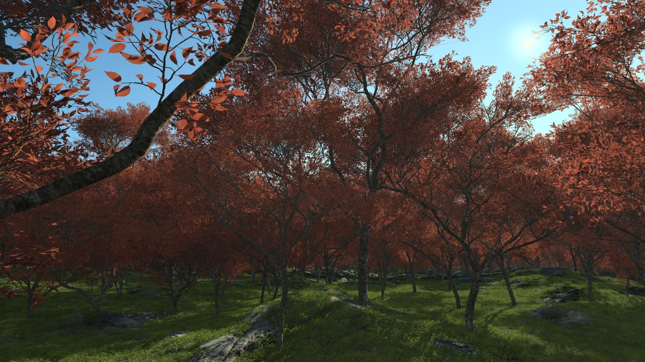 Summertime prunus trees_2