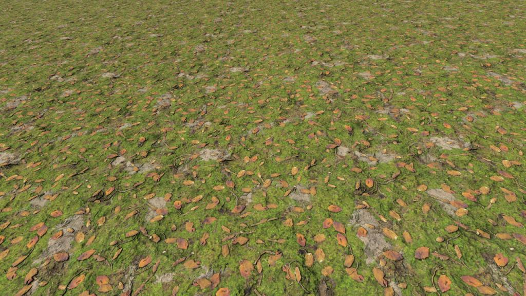 Forest grounds with leaves