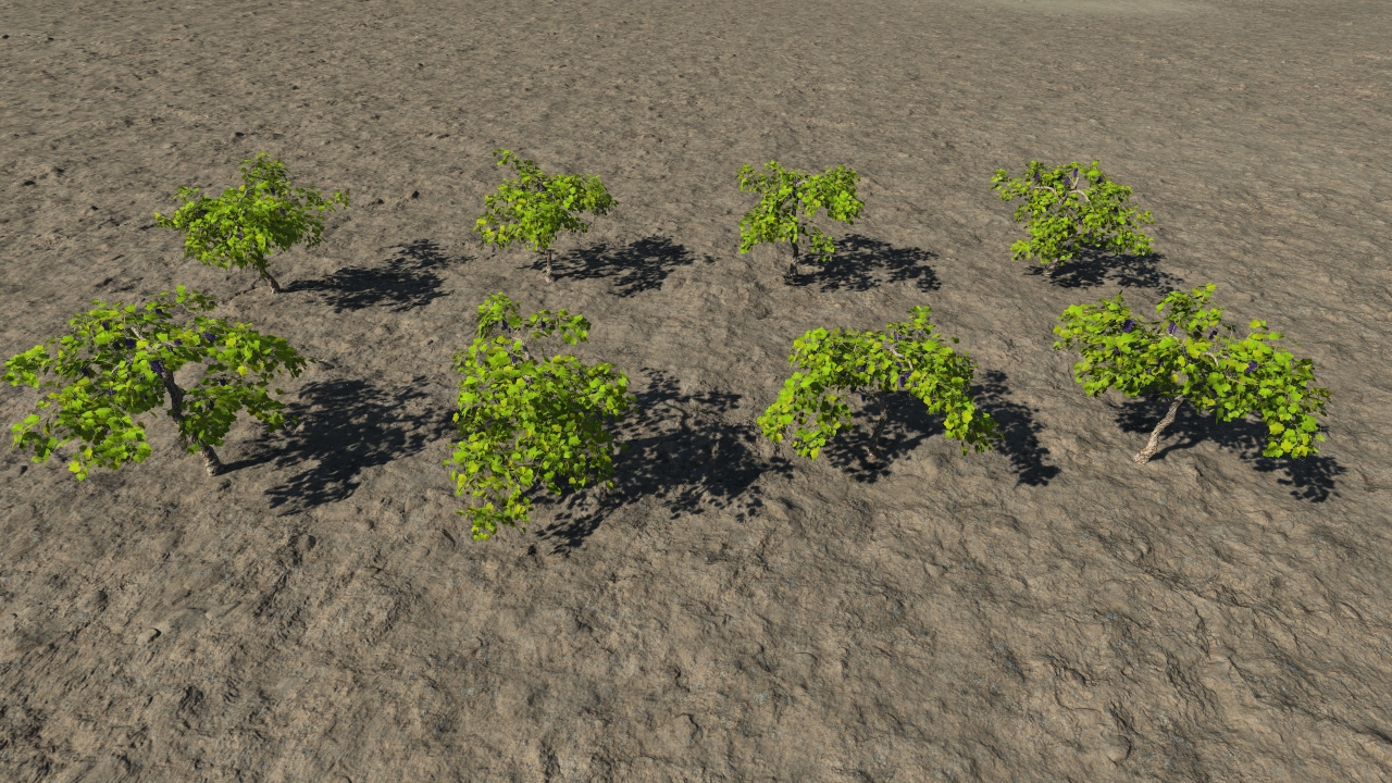 Grape vines_2