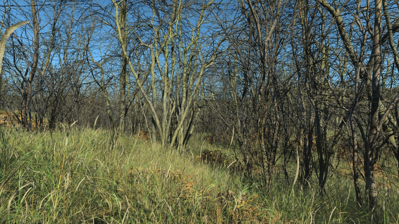 Wintertime hornbeam trees_0