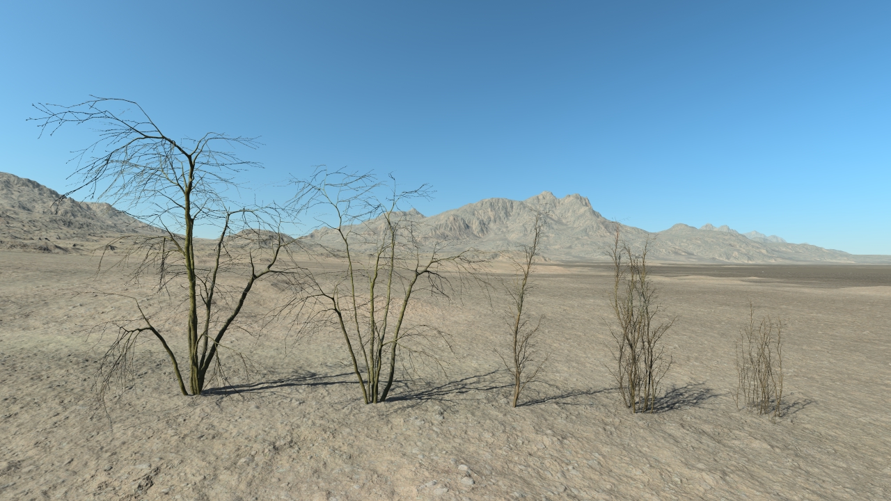 Wintertime hornbeam trees_2