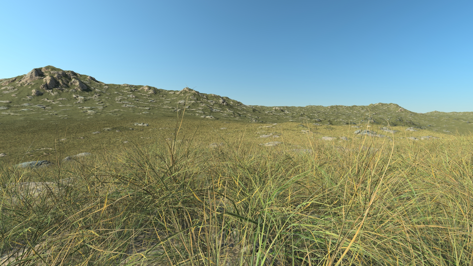 Summertime short grass_0