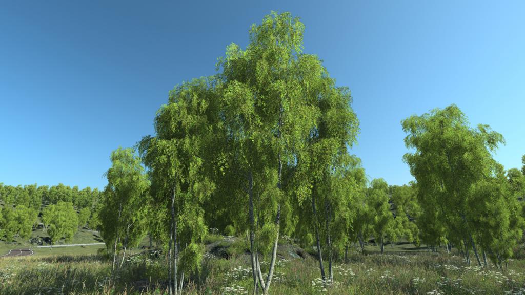 Summer birch trees