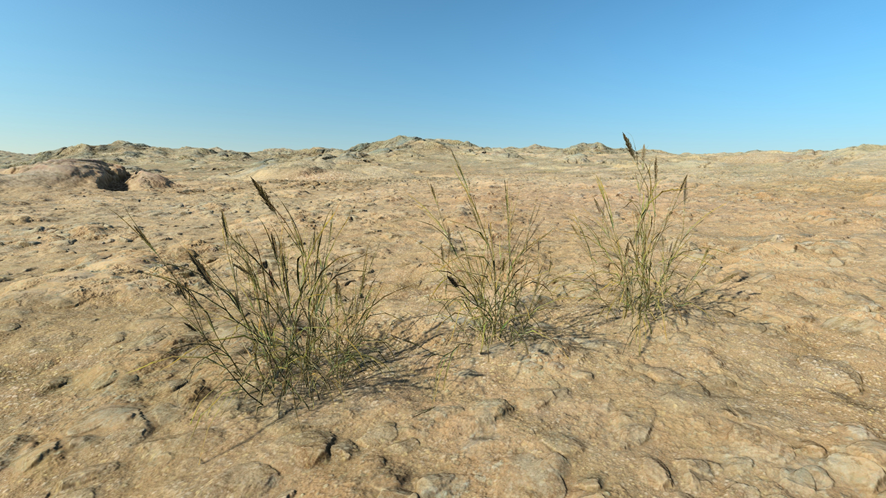 Dry Long Grass_2