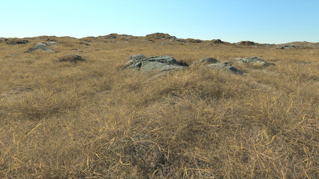 Dry Short Grass