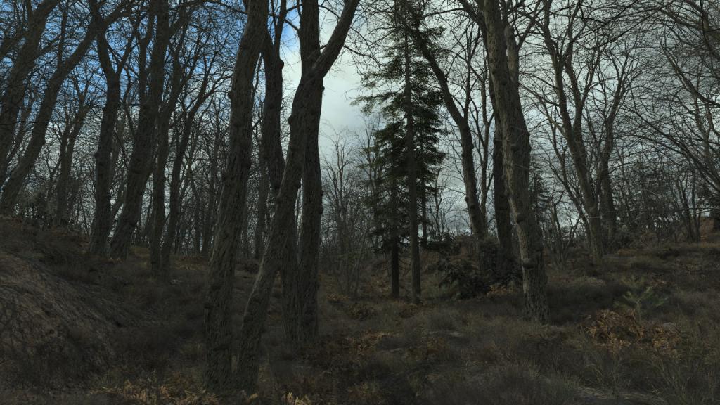 Wintertime Oak Trees