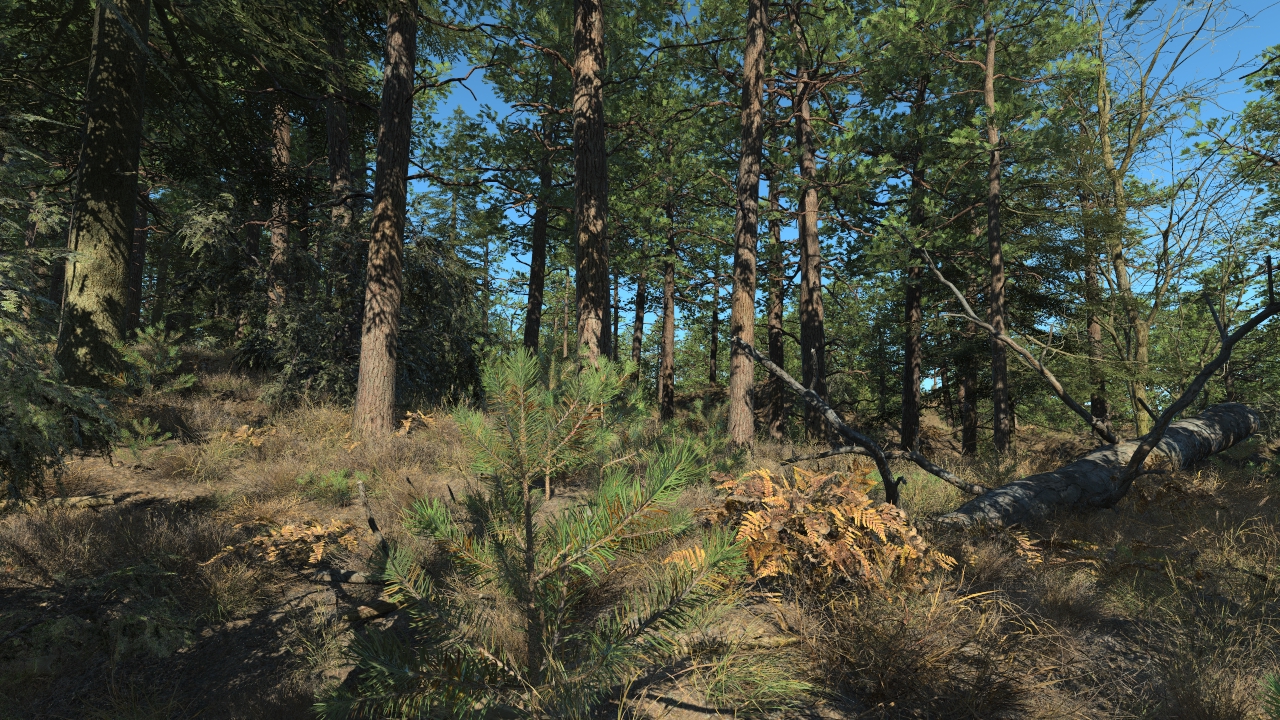 Pine Forest In Winter_2