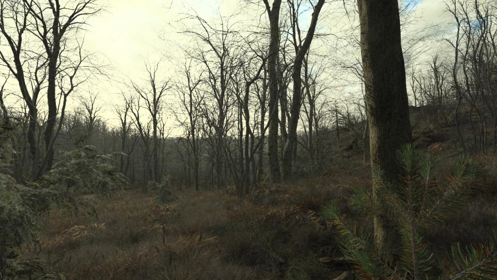 Oak Forest In Winter