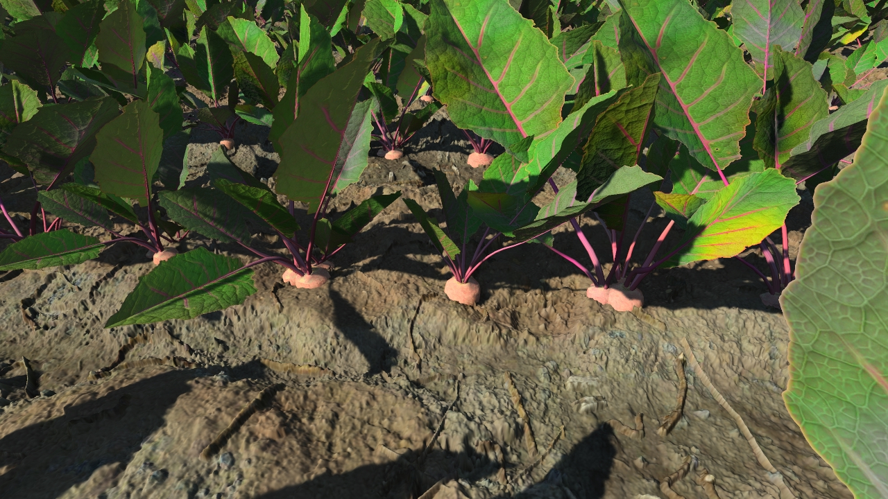 Grown beetroots_1