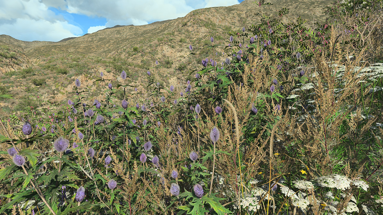 Blue Thistle_1