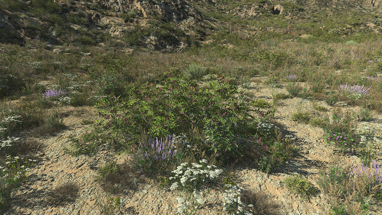 Pistacia lentiscus_1