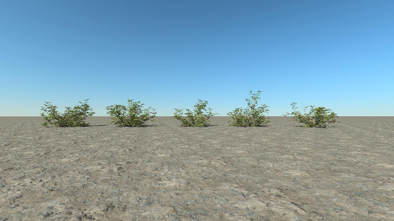 Pistacia lentiscus_3