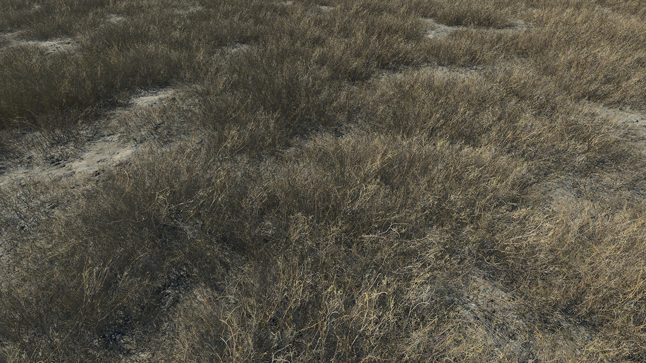 Dead Grass Patches_1