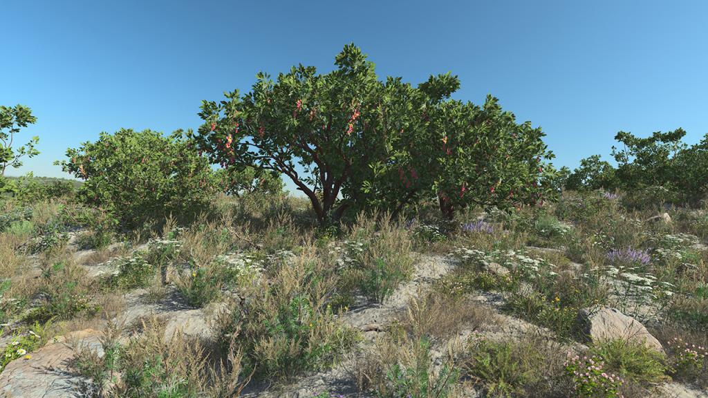 Strawberry Trees