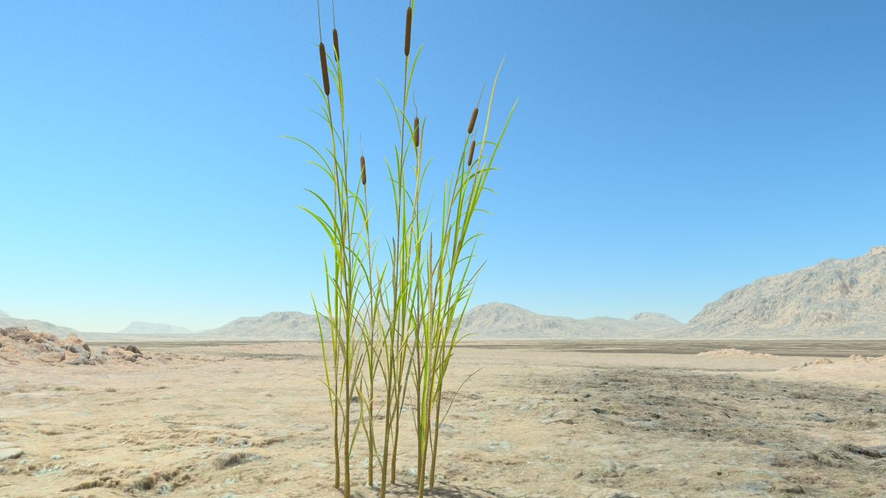 Cattails in summer_5