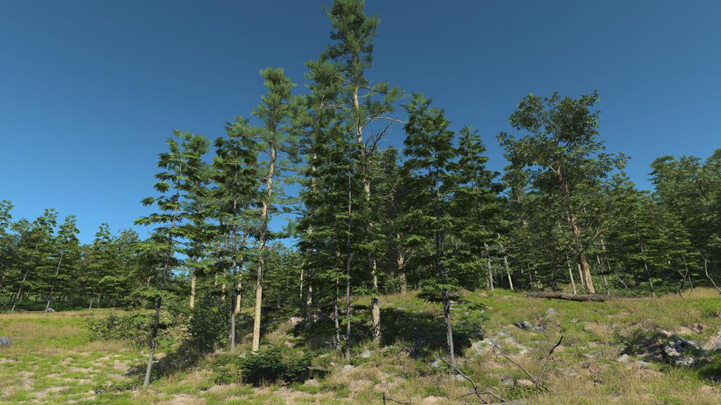South Of France Mixed Forest