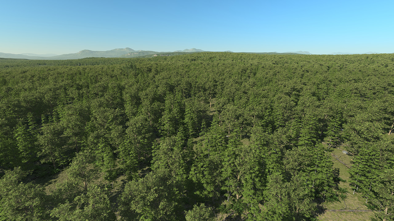 South Of France Mixed Forest_0