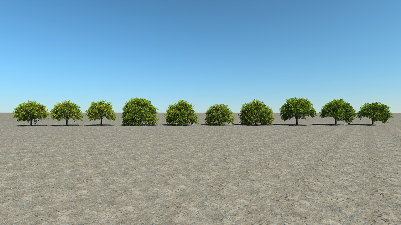 Orange Trees_2