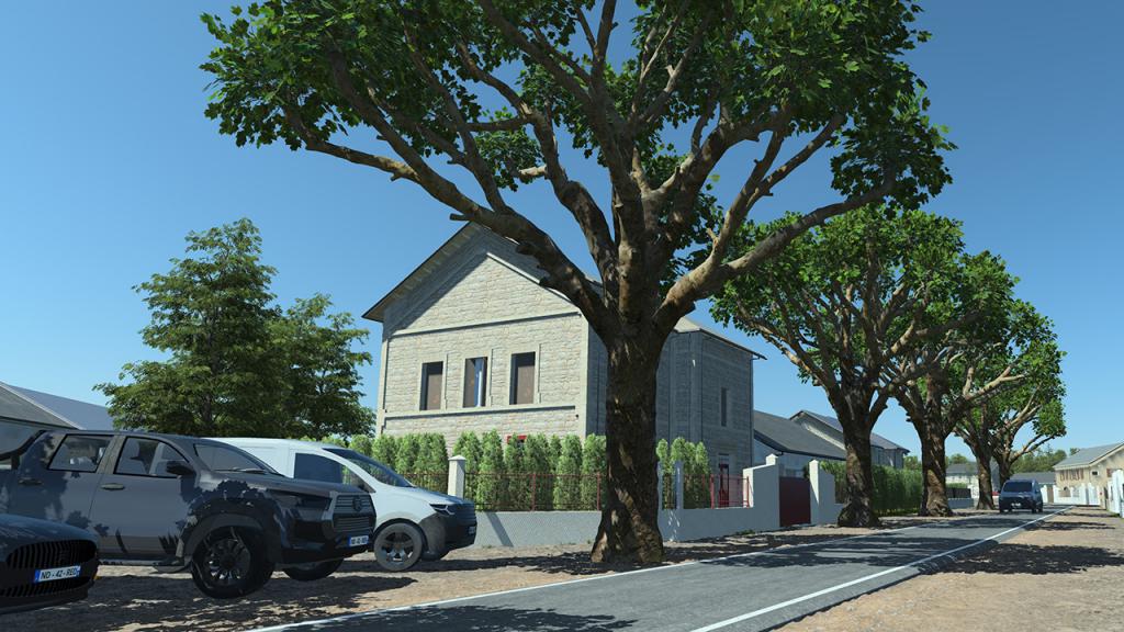 Platanus Pruned Trees