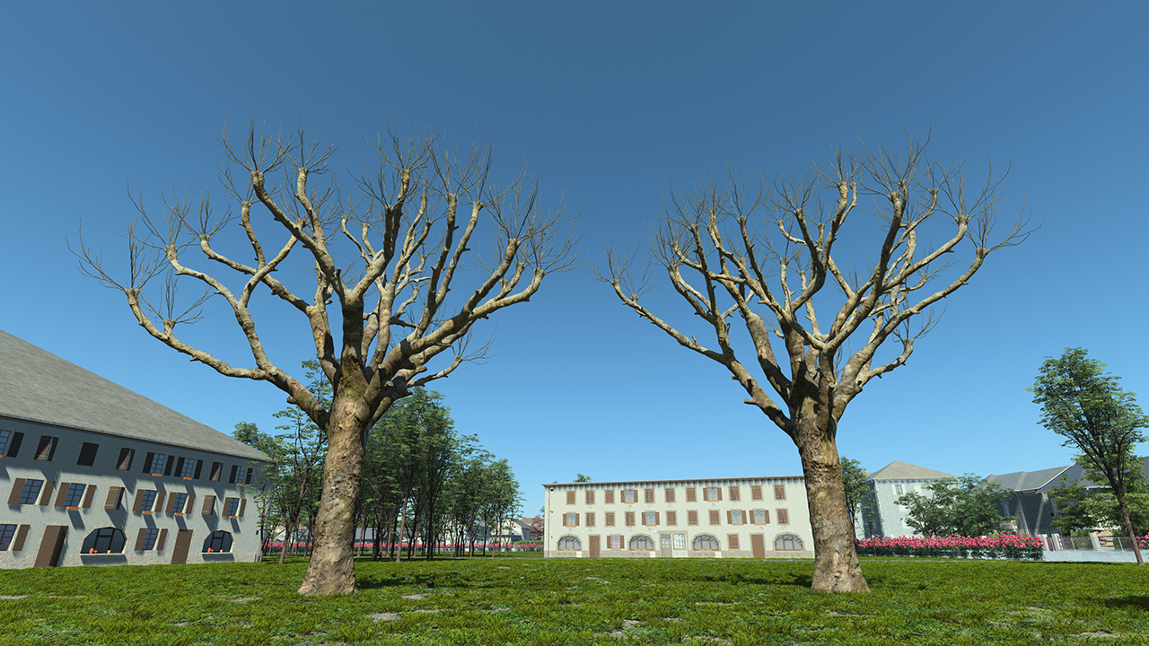 Platanus Pruned Trees_3