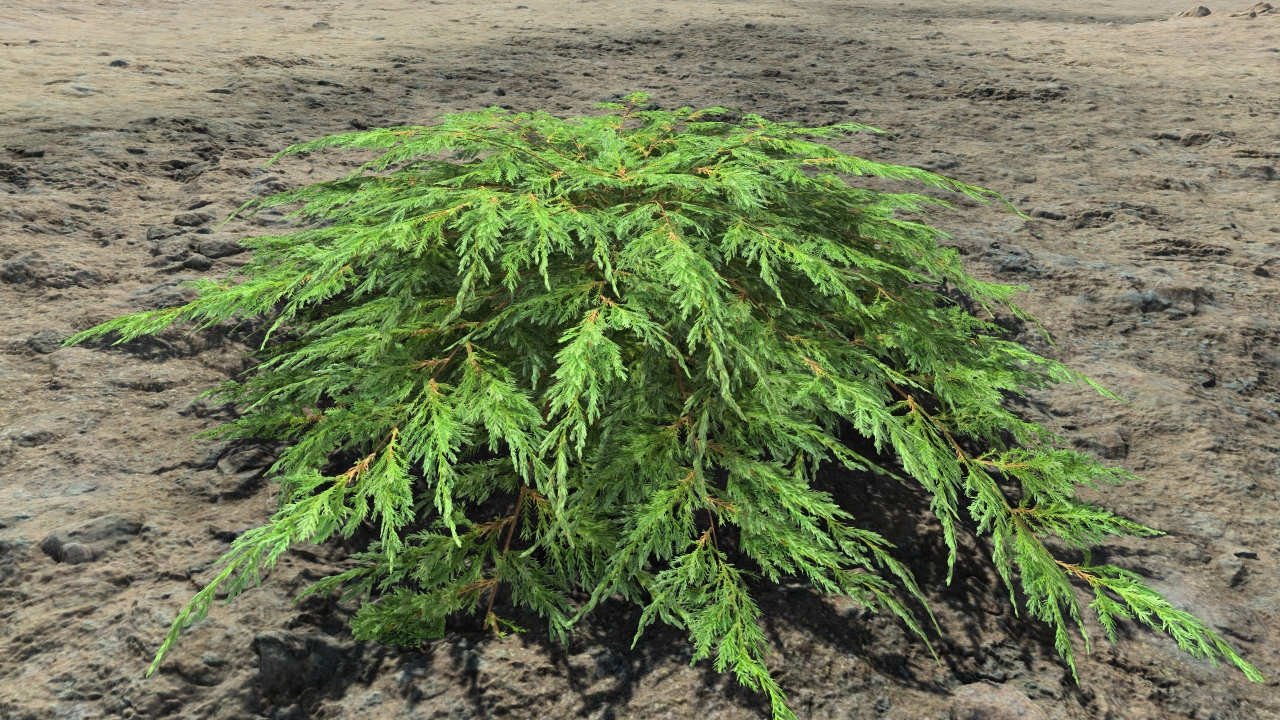 Ornamental junipers_0