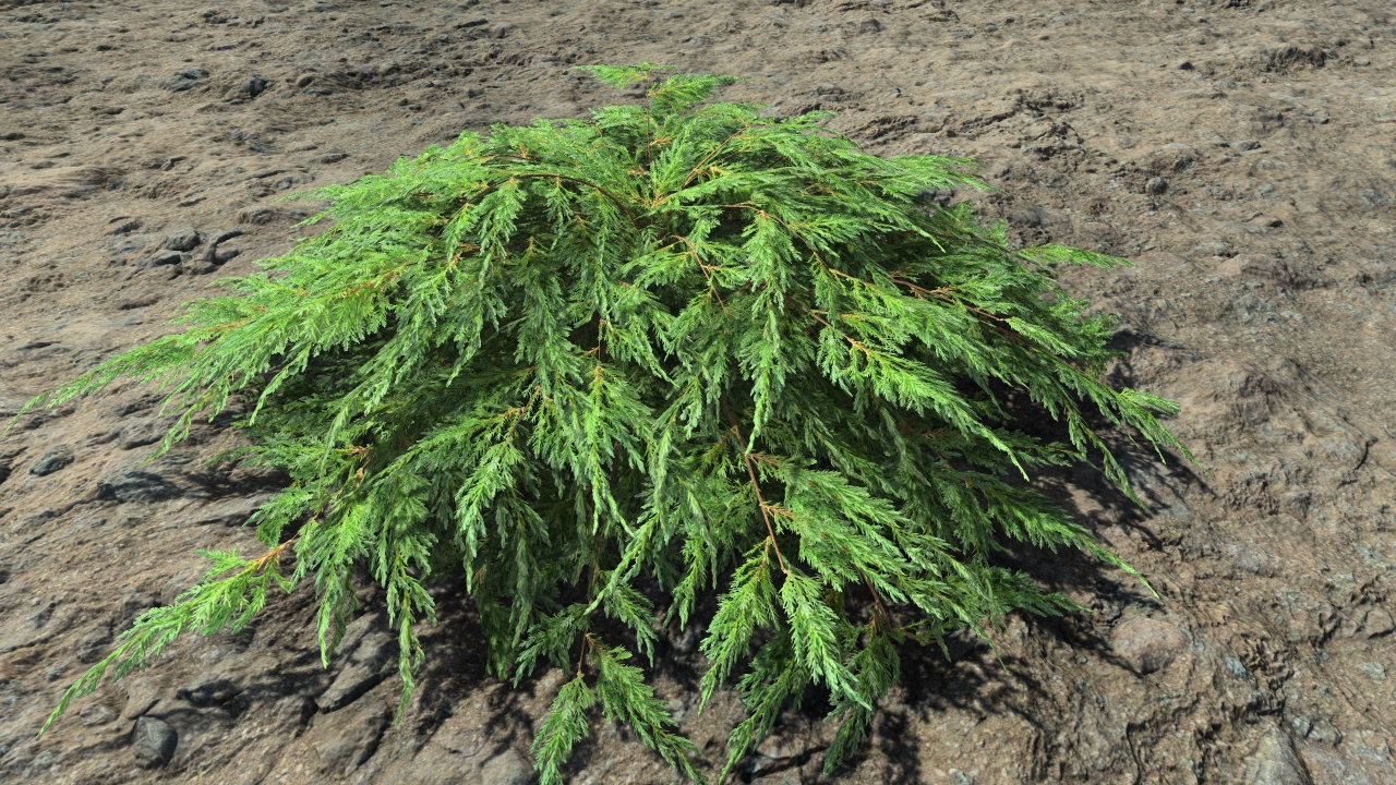 Ornamental junipers_2