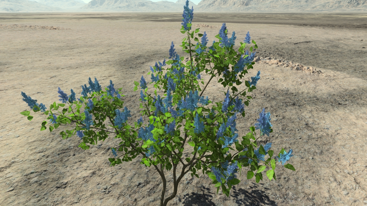 Blue spring lilacs_0