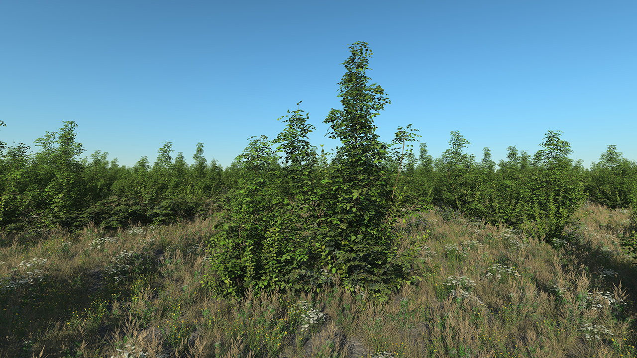 Roadside Bushes_2