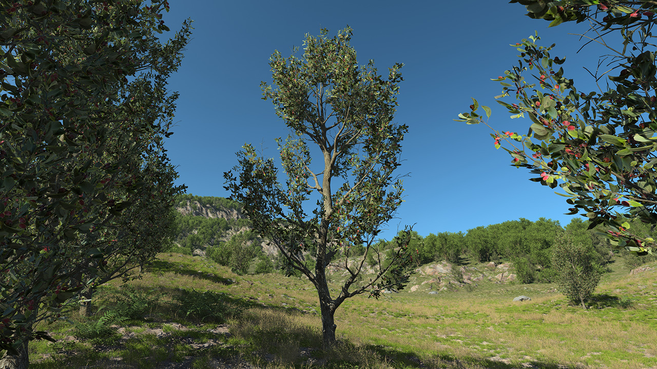 European wild apple_0