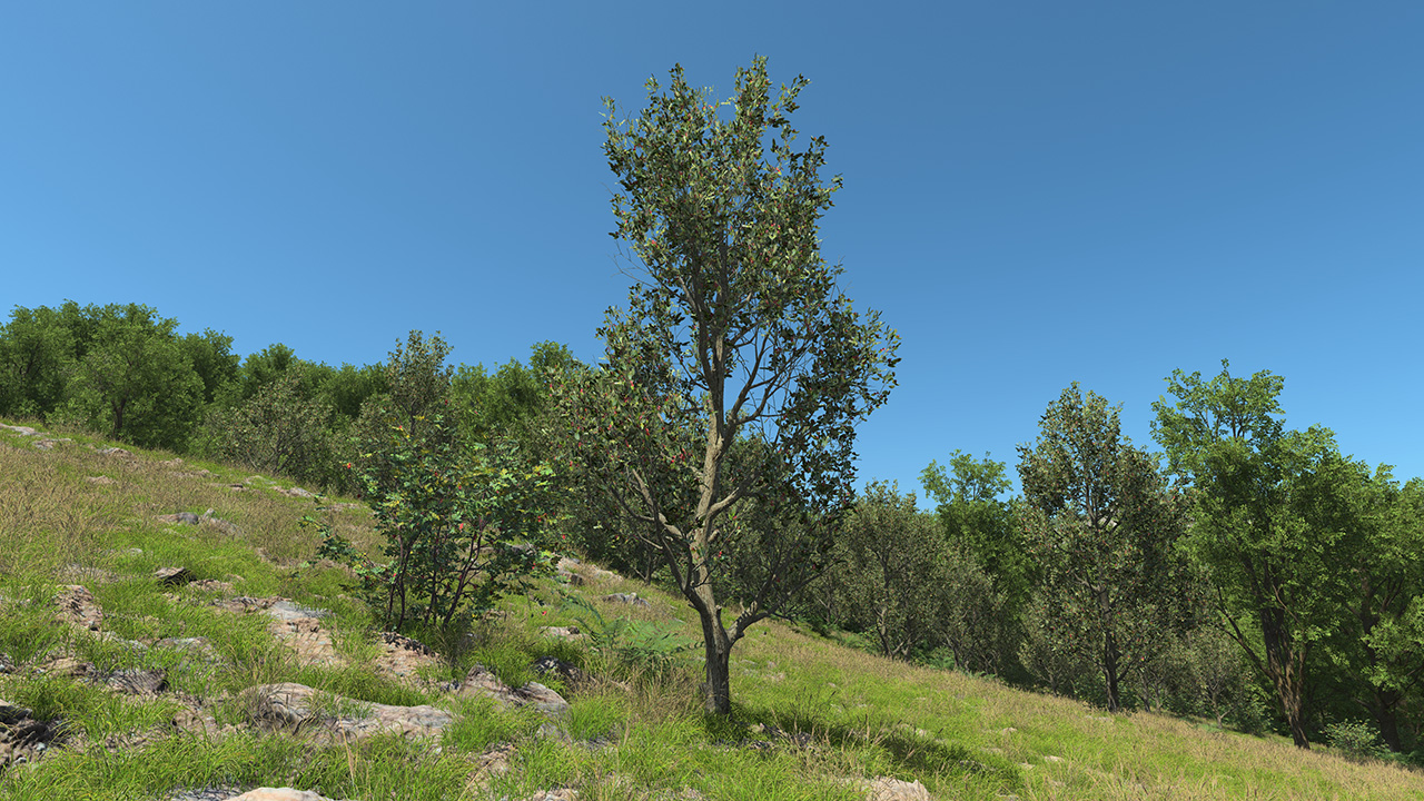 European wild apple_1