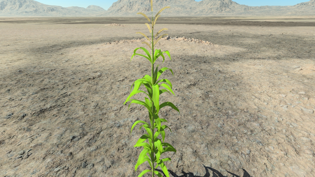 Young maize plants_2