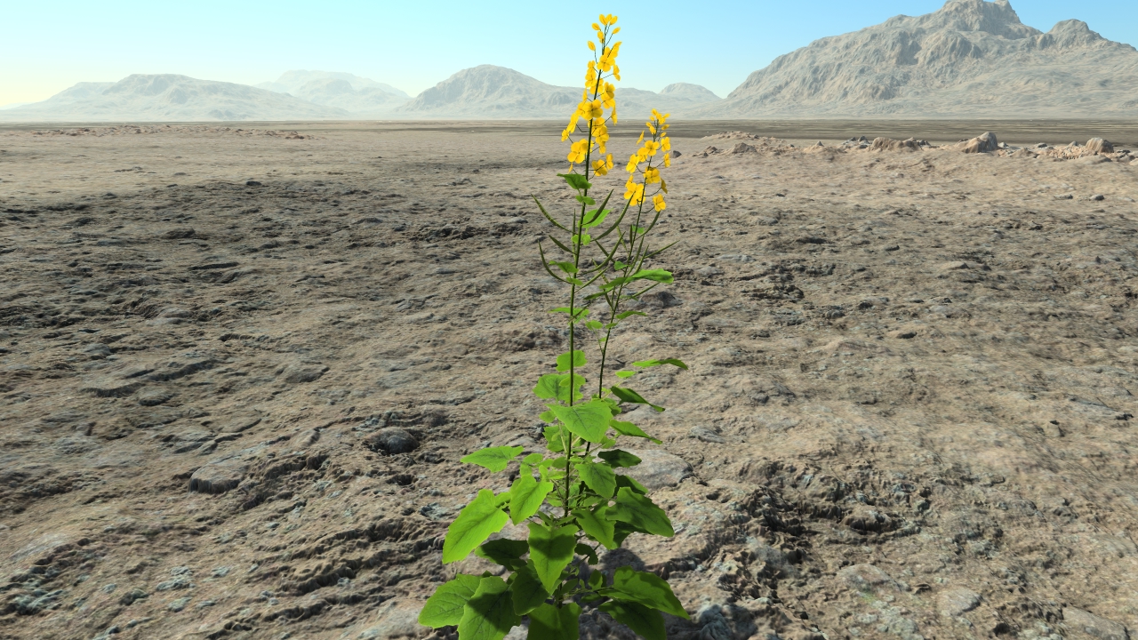 Rapeseed in flowers_4