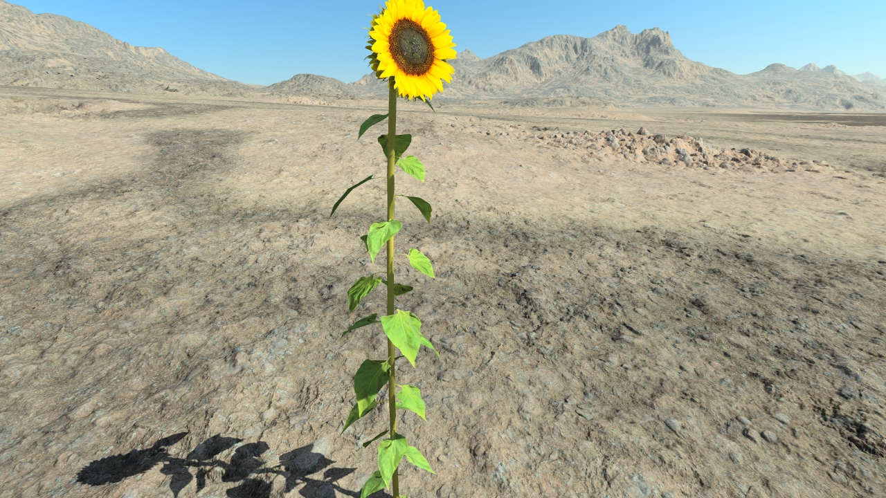 Summertime sunflowers_0