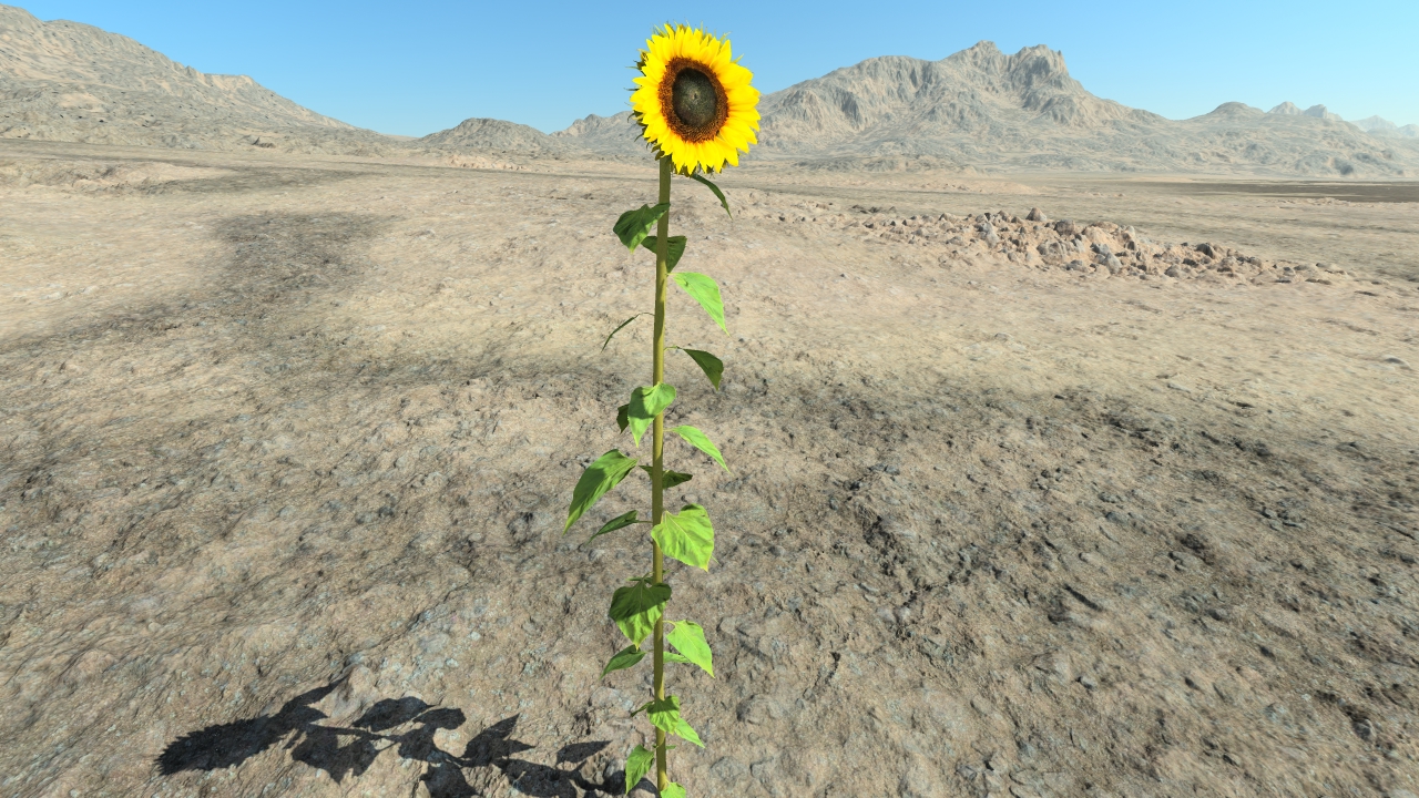 Summertime sunflowers_1