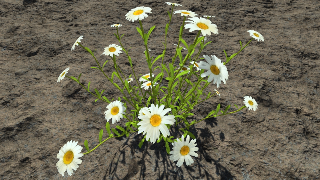 White daisies_0
