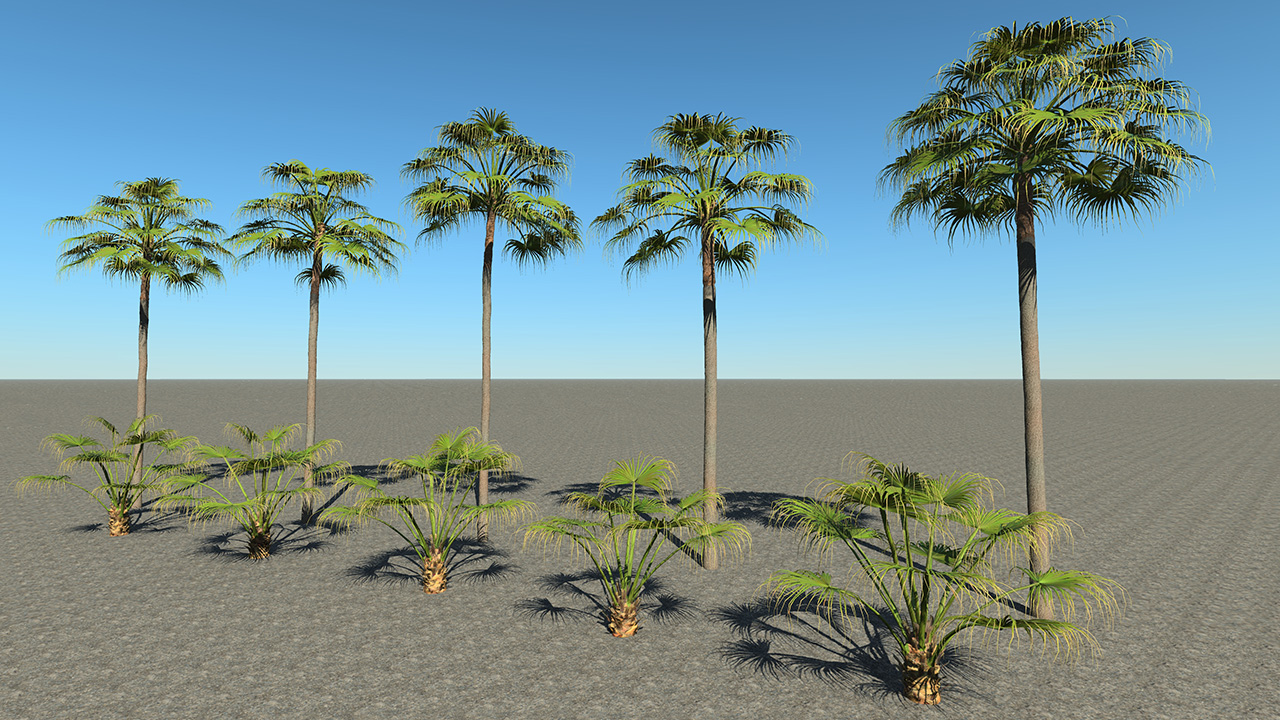 Urban Fan Palms_0